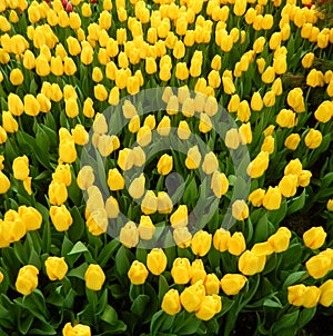 Yellow tulips flowerbed