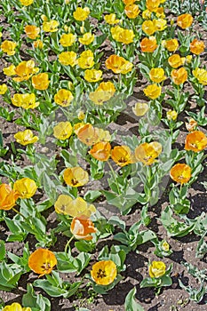 Yellow tulips on flowerbed