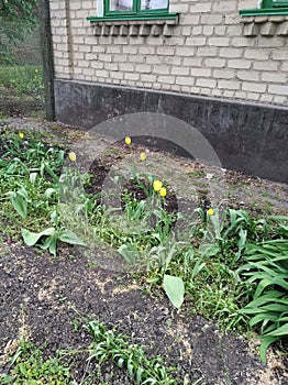 Yellow tulips on the flowerbed in front of the house