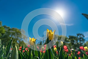 Yellow tulips flowering in the garden