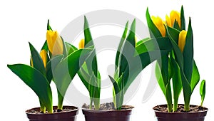 Yellow tulips in flowerpots