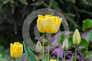 Yellow tulips flowers in spring tulip garden