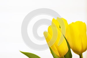 Yellow tulips flowers on a white background. Spring theme. Floral background.