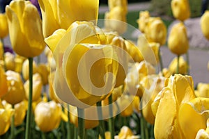 Yellow Tulips in Full Bloom