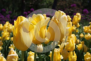 Yellow Tulips in Full Bloom