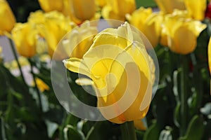 Yellow Tulips in Full Bloom