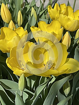 Yellow tulips fully bloom and some flower bud