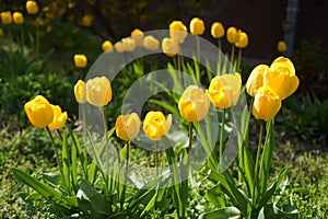 Yellow tulips in the garden in April. Berlin, Germany