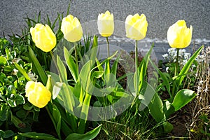 Yellow tulips in the garden in April. Berlin, Germany