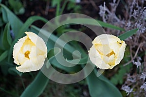 Yellow tulips in the garden in April. Berlin, Germany