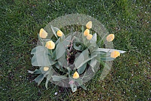 Yellow tulips in the garden in April. Berlin, Germany