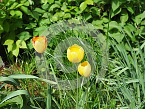 Yellow tulips in the garden on a bright Sunny spring day