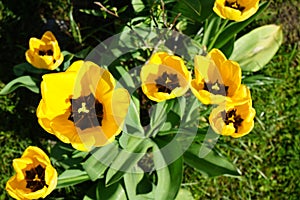 Yellow tulips in the garden in May. Berlin, Germany