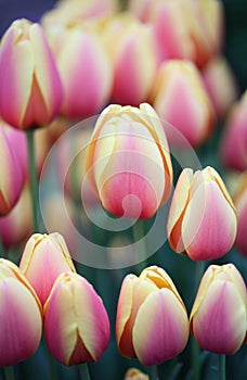 Tulips