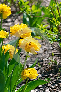 Yellow tulips in the garden. Tulipa gesneriana photo