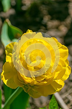 Yellow tulips in the garden. Tulipa gesneriana photo