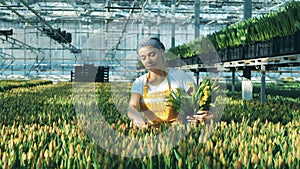 Yellow tulips are getting collected by a lovely florist