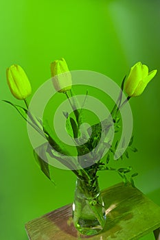 Yellow tulips in glassware