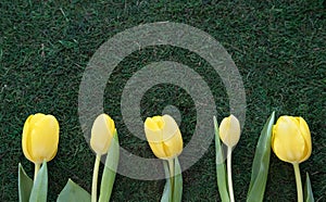 Yellow tulips on green grass. Minimal flat lay concept.