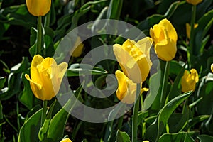 Yellow Tulips in Greenery