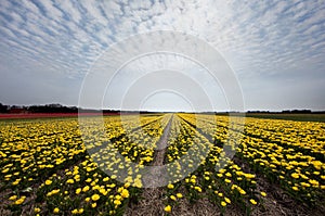 Yellow tulips in Holland