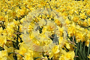 Yellow tulips from Holland