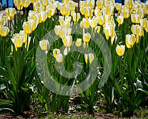 Yellow Tulips at Holland Tulip Festival