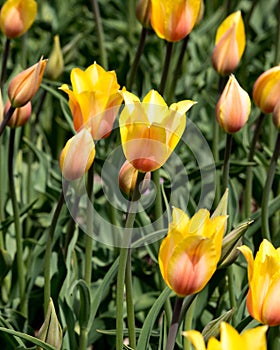 Yellow Tulips at Holland Tulip Festival