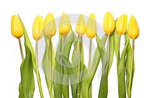 Yellow Tulips isolated on white