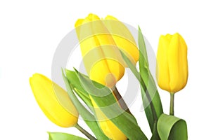 Yellow tulips isolated on a white background. A bouquet of flowers