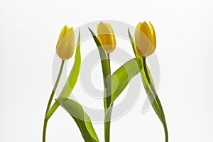 Yellow tulips isolated on white backlit background.