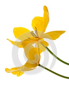 Yellow tulips isolated on white. Two yellow Tulip. White background.