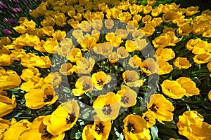 Yellow Tulips, Keukenhof, The Netherlands