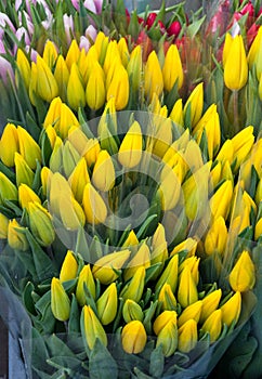 Yellow tulips at market