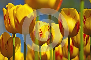 Yellow tulips meadow