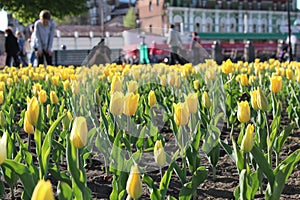 yellow tulips messengers of separation