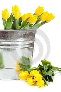 Yellow tulips in a metal pail on white