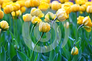 Yellow tulips.The natural background.