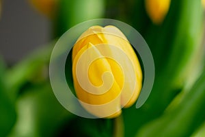 Close up signle yellow tulip on dark nature background