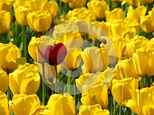 Yellow tulips, one red among them - one in a dozen