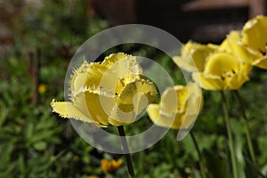 Yellow flowers in a flower bed.