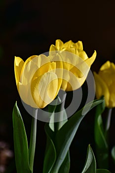 Yellow tulips opening their bulbs in spring.