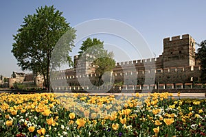 Yellow tulips opposite historical Topkapi City Walls, in Istanbul