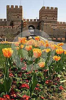 Yellow tulips opposite historical Topkapi City Walls, in Istanbul