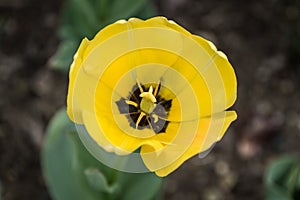 Yellow Tulips photo