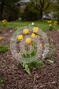 yellow tulips in the Ottawa internacional tulip festival in Ottawa, ontario, Canada. photo