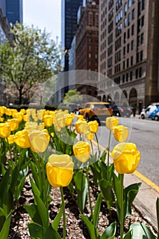 Yellow Tulips on Park Avenue during Spring on the Upper East Side of New York City