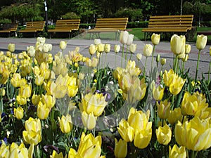 Yellow tulips in park