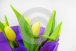 yellow tulips in purple paper on a light background. flower bouquet, mother\'s day, women\'s day