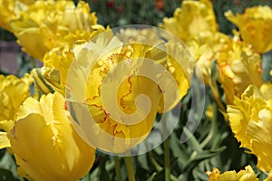 Yellow Tulips with Red around their Pedals in Full Bloom